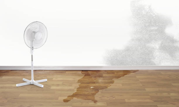 Best Carpet water damage restoration  in Albion, PA